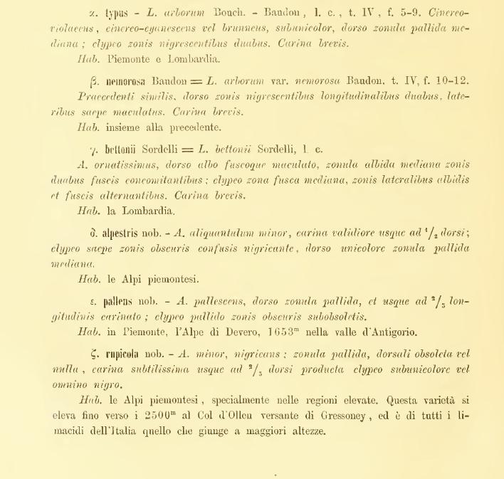 Lehmannia rupicola (Lessona & Pollonera 1882)